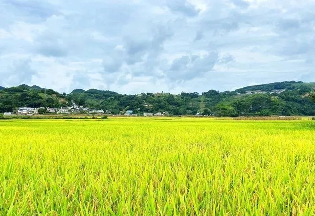 湖光山色、荷韻悠悠……瀘州這些如畫(huà)美景，看一眼就心動(dòng)！(圖8)