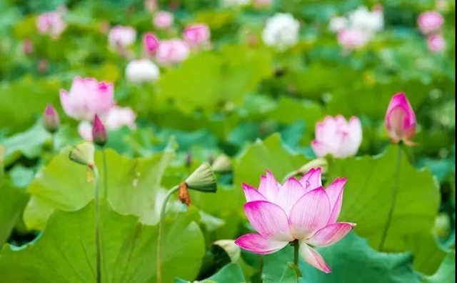 湖光山色、荷韻悠悠……瀘州這些如畫(huà)美景，看一眼就心動(dòng)！(圖6)