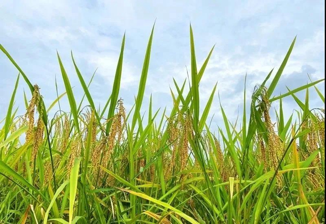 湖光山色、荷韻悠悠……瀘州這些如畫(huà)美景，看一眼就心動(dòng)！(圖10)