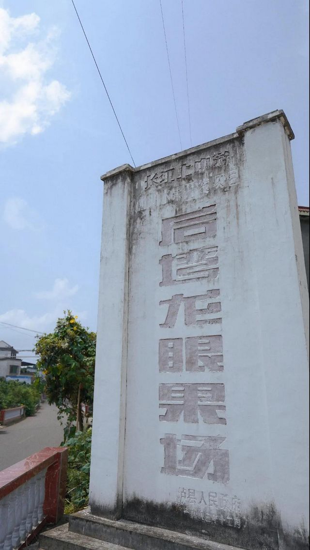 瀘縣龍眼熟了，采摘路線已為你安排好(圖9)