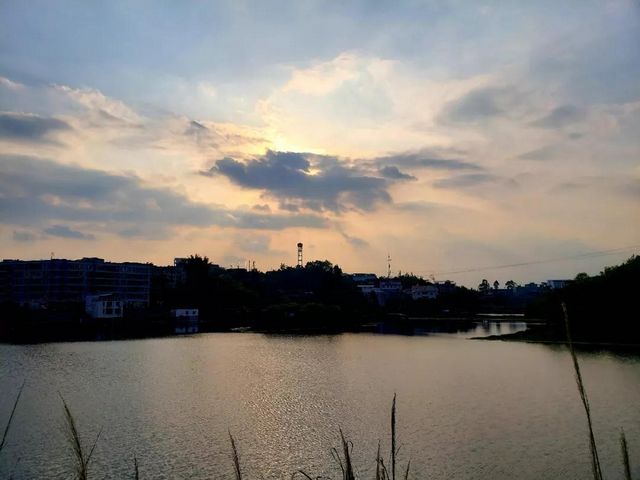瀘縣龍眼熟了，采摘路線已為你安排好(圖12)