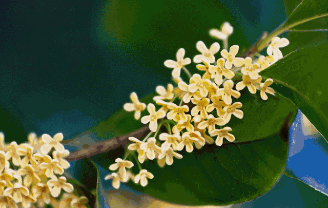 【擴(kuò)散】飄香酒城的桂花，還能治??？