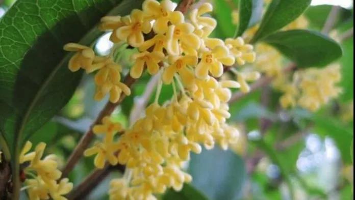 【擴(kuò)散】飄香酒城的桂花，還能治病？(圖2)