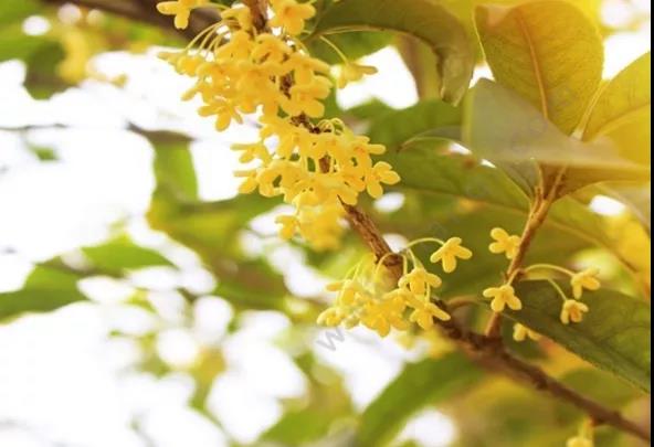 【擴(kuò)散】飄香酒城的桂花，還能治??？(圖4)