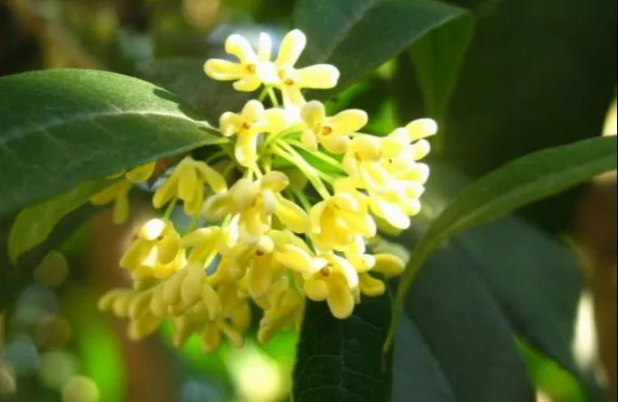 【擴(kuò)散】飄香酒城的桂花，還能治病？(圖5)