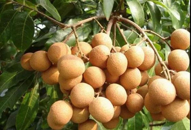 【分享】瀘州桂圓熟啦！千萬別買這幾種？(圖3)