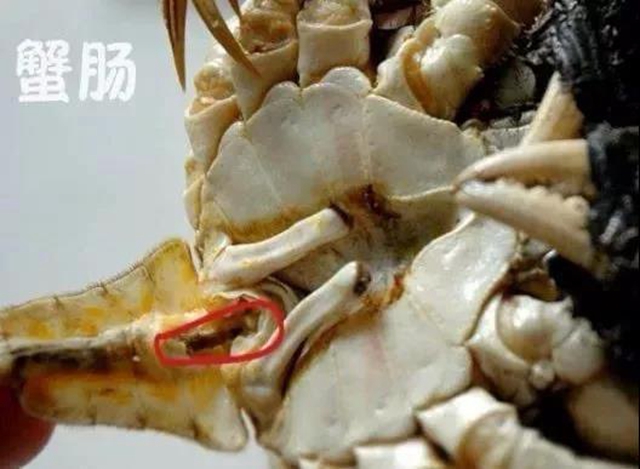 【分享】吃蟹正當(dāng)時(shí)，這7類人要管住嘴！(圖6)