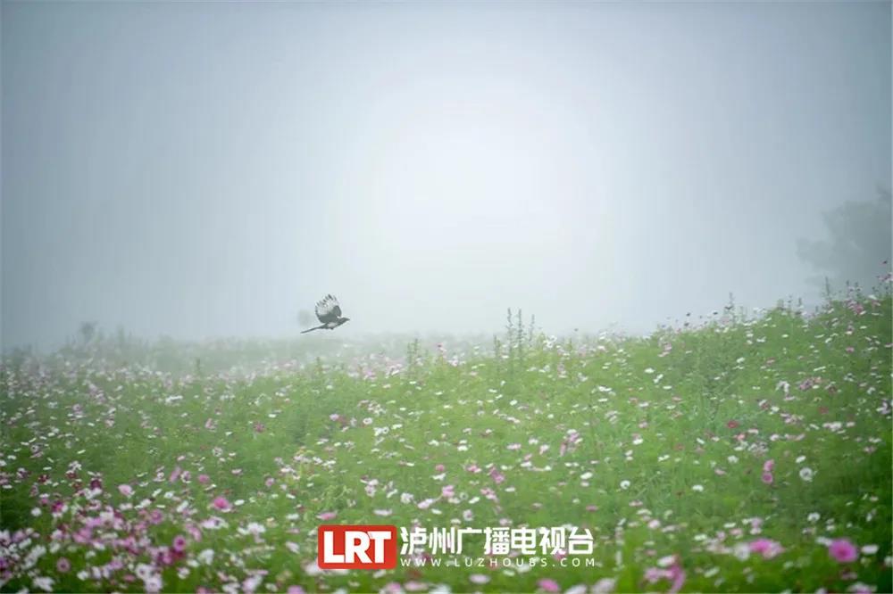 暢游酒城丨不想感受“人從眾“？趕緊收藏這份瀘州近郊游推薦！(圖2)