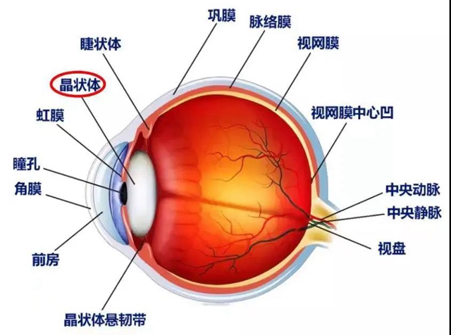 【提醒】躲不過的白內(nèi)障，究竟何時(shí)做才最有效？(圖3)