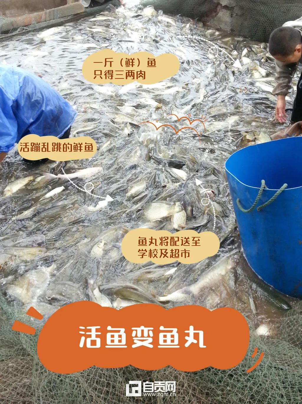瞄準市場空白，自貢這家企業(yè)把魚做出“新花樣”！