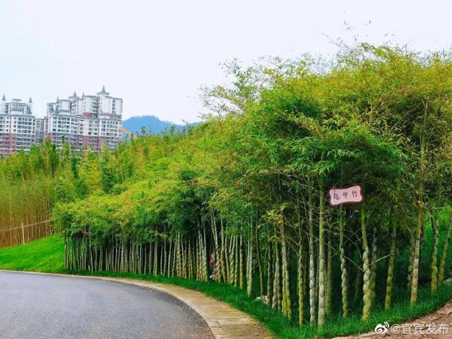 觀竹景、賞竹文、品竹食……快來(lái)領(lǐng)略宜賓最美竹游風(fēng)情！(圖13)