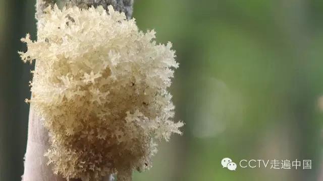 觀竹景、賞竹文、品竹食……快來(lái)領(lǐng)略宜賓最美竹游風(fēng)情！(圖28)