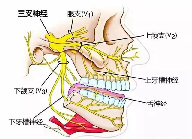 【視頻】三叉神經(jīng)痛痛痛痛痛不停，該如何拯救？趕緊戳進(jìn)來看！(圖3)