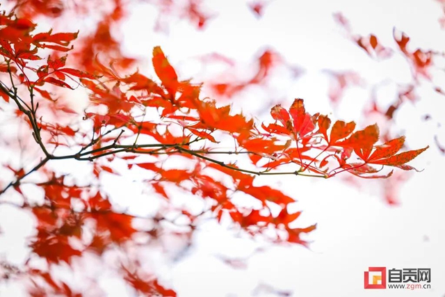 錯過又等一年！現(xiàn)在的自貢美不勝收，還不去打卡！(圖26)