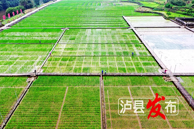 1000余份特殊水稻種子從海南空運回瀘縣，這是為何？又有何用？
